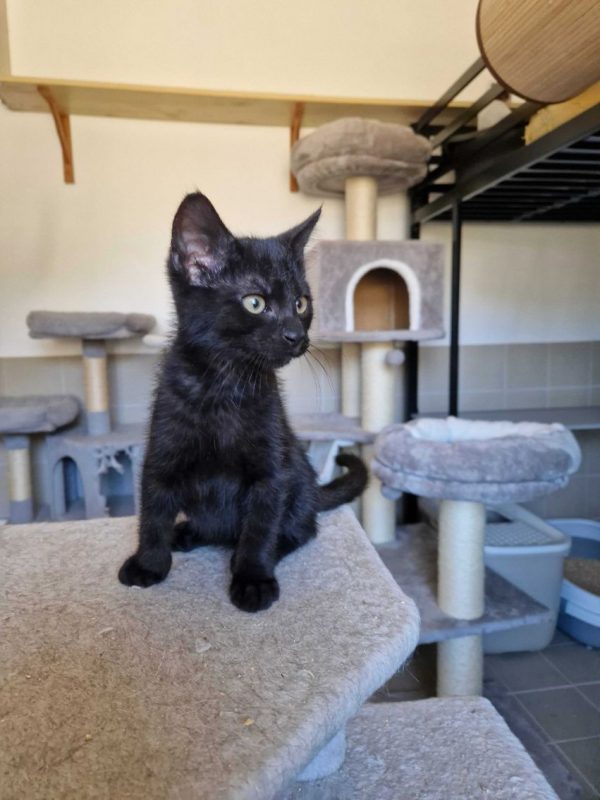 Brownie - Chat à adopter