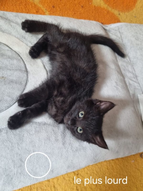 Brownie - Chat à adopter - photo 3