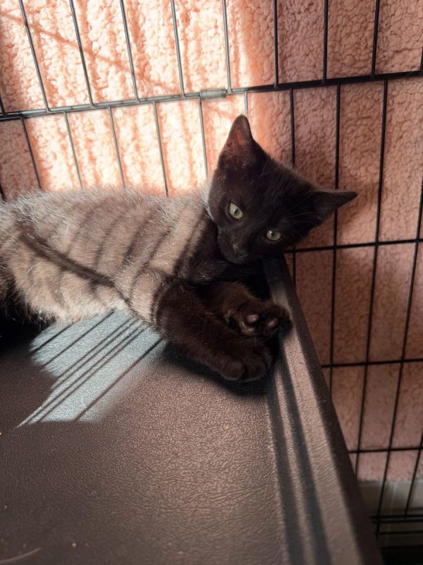 Bornéo - Chat Européen à adopter - photo 6