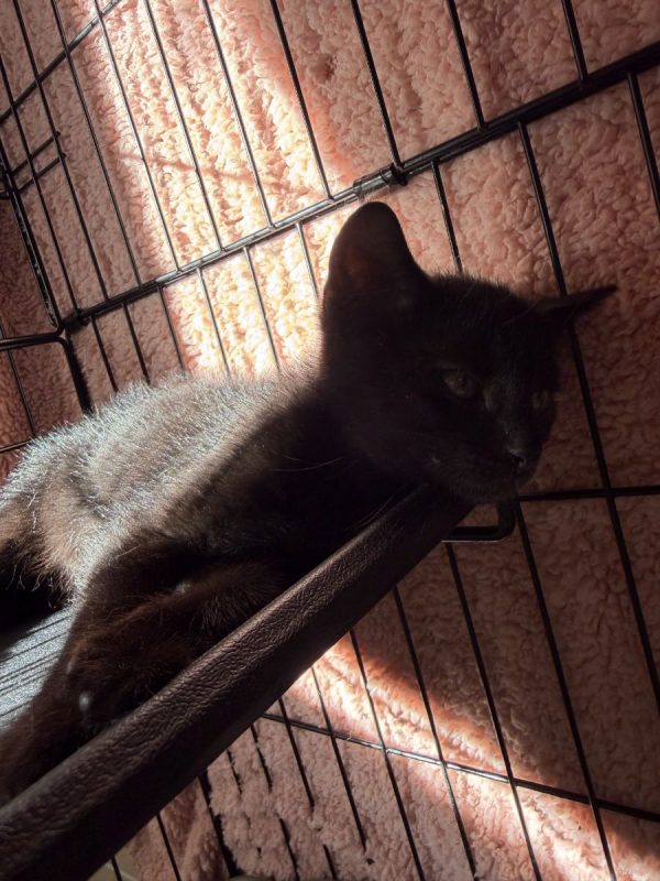 Bornéo - Chat Européen à adopter - photo 9