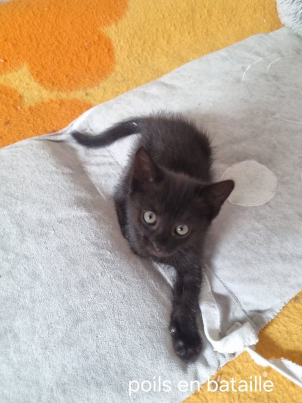 Bornéo - Chat Européen à adopter