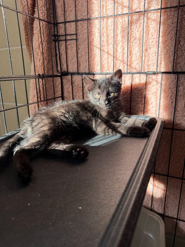 Bornéo - Chat Européen à adopter - photo 8