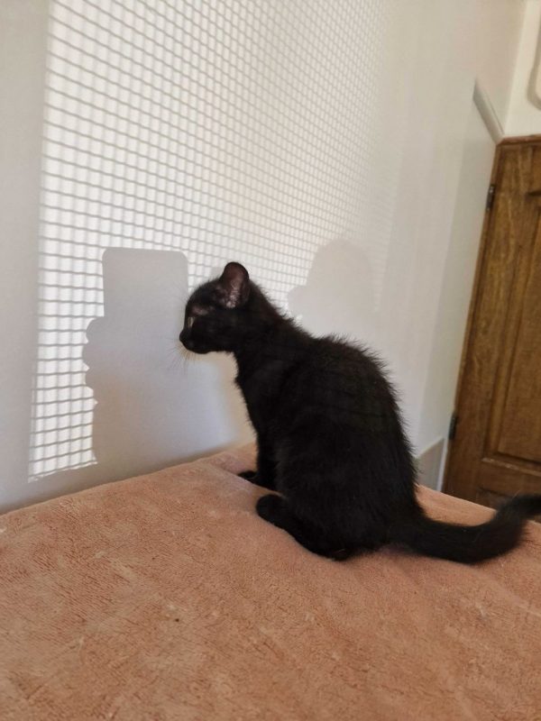Bornéo - Chat Européen à adopter - photo 4