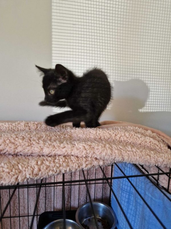 Bornéo - Chat Européen à adopter - photo 2