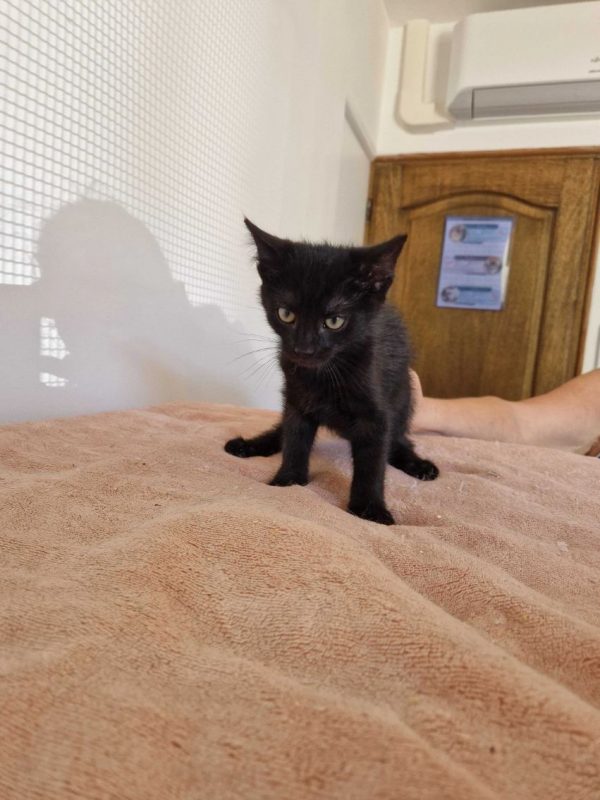 Bornéo - Chat Européen à adopter - photo 5