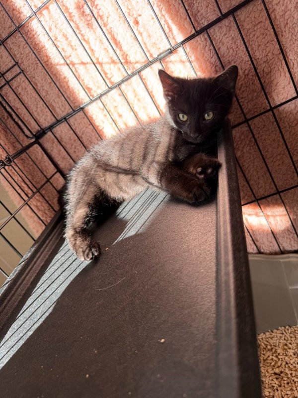 Bornéo - Chat Européen à adopter - photo 7