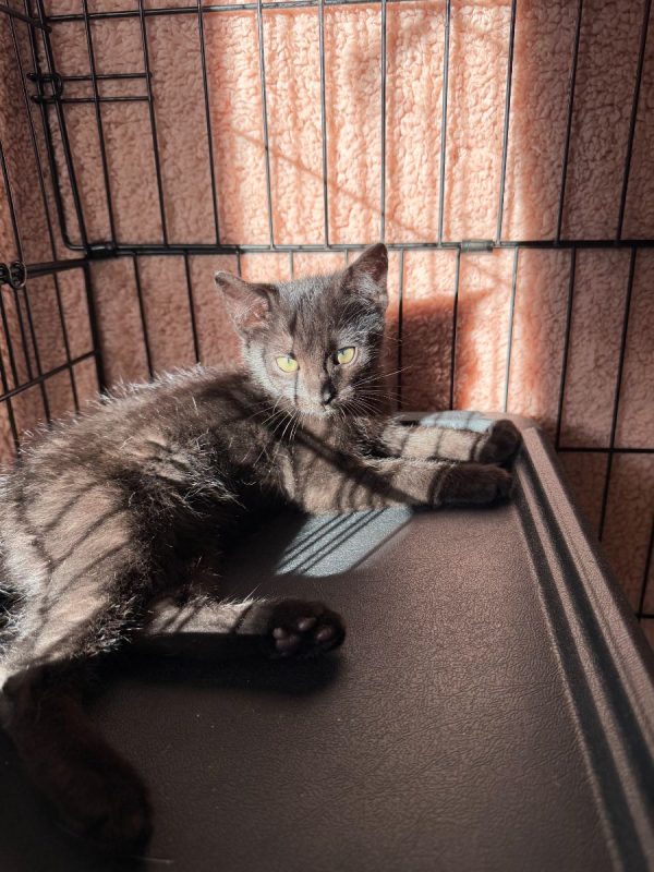 Bornéo - Chat Européen à adopter - photo 10