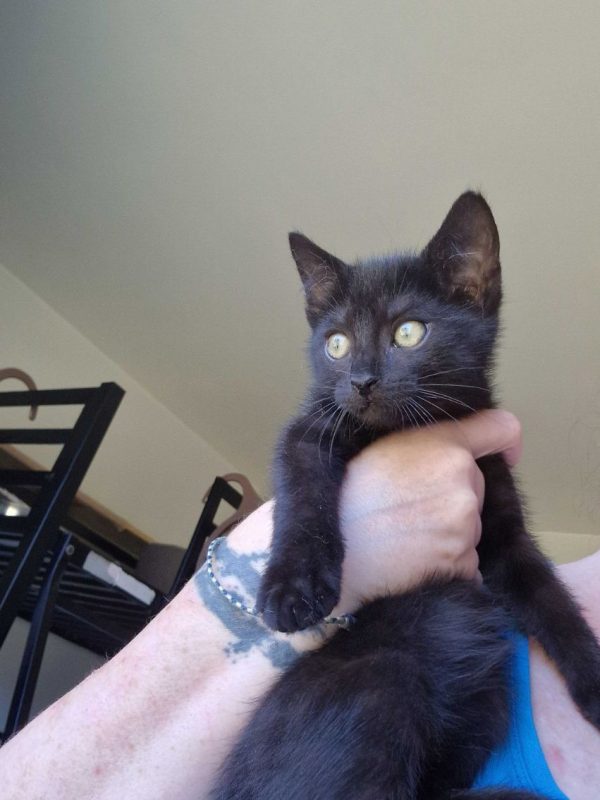 Bornéo - Chat Européen à adopter - photo 3