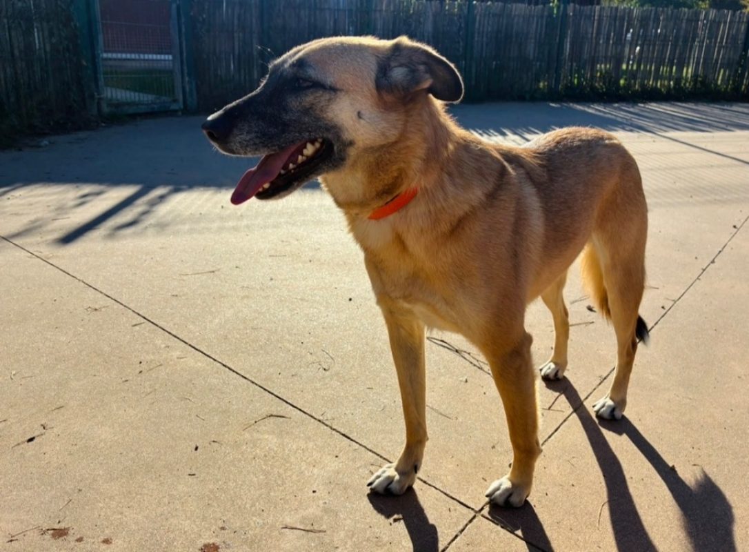 Gaia - Chien à adopter