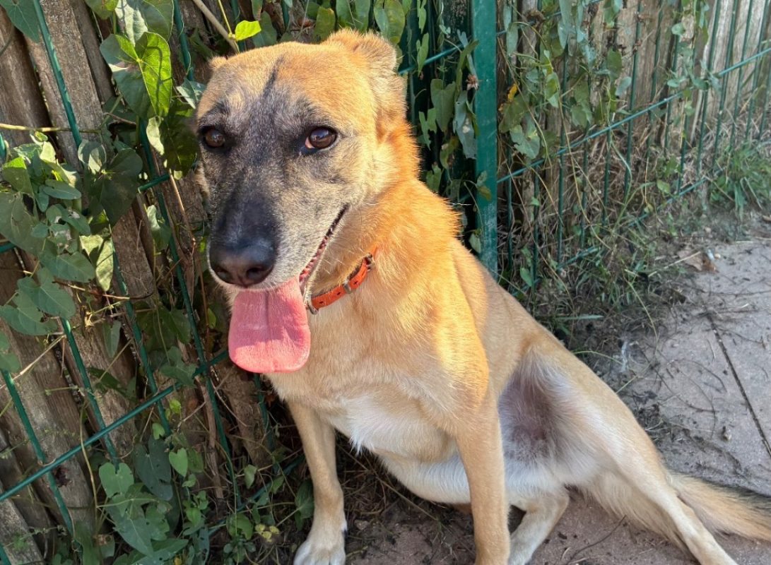 Gaia - Chien à adopter - photo 2