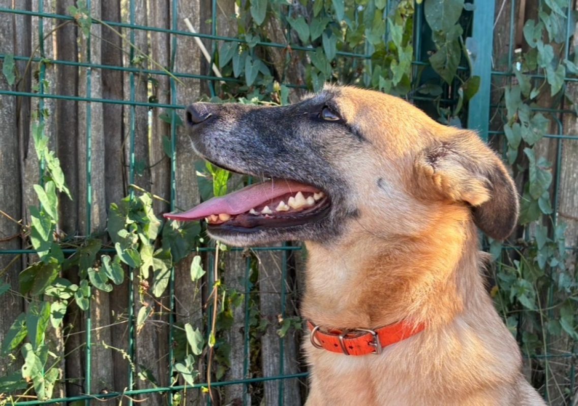 Gaia - Chien à adopter - photo 3