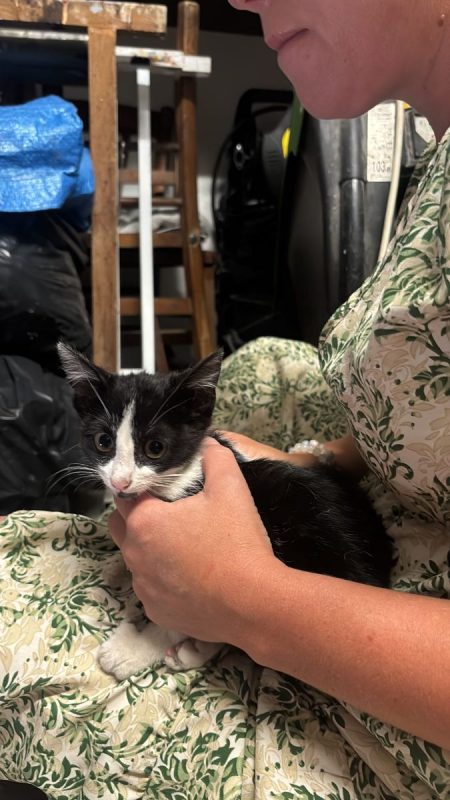 Blake - Chat à adopter