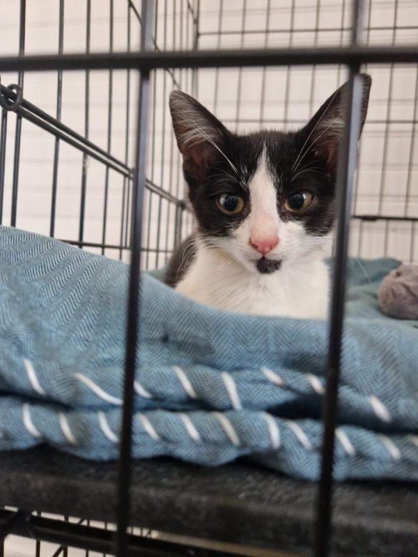 Blake - Chat à adopter - photo 3