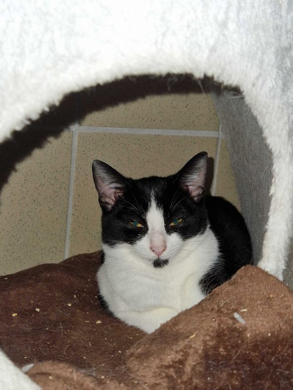 Blake - Chat à adopter - photo 2