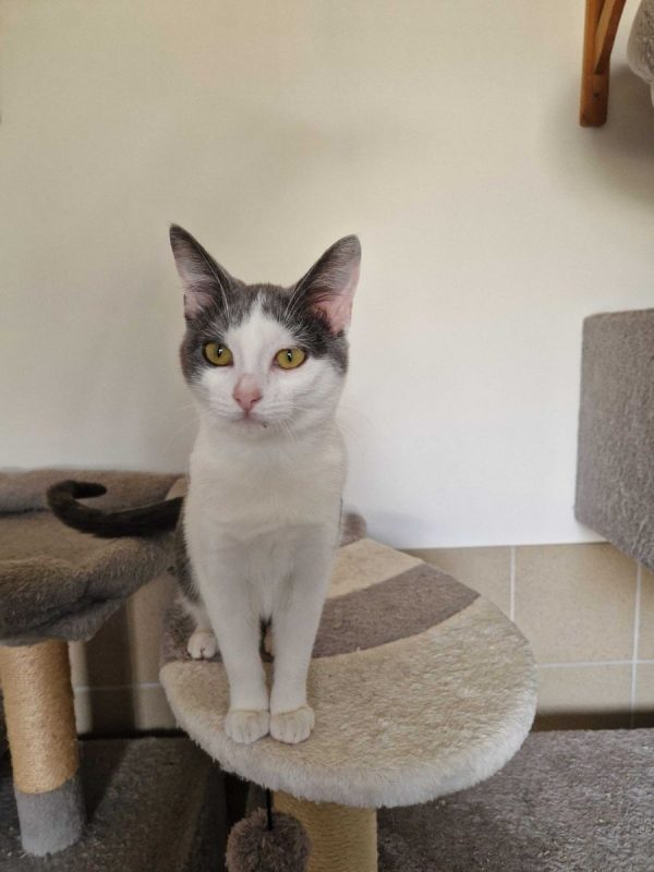 Buffy - Chat à adopter - photo 9