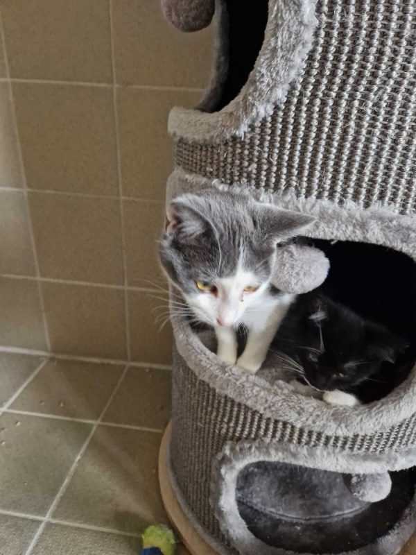 Buffy - Chat à adopter - photo 6