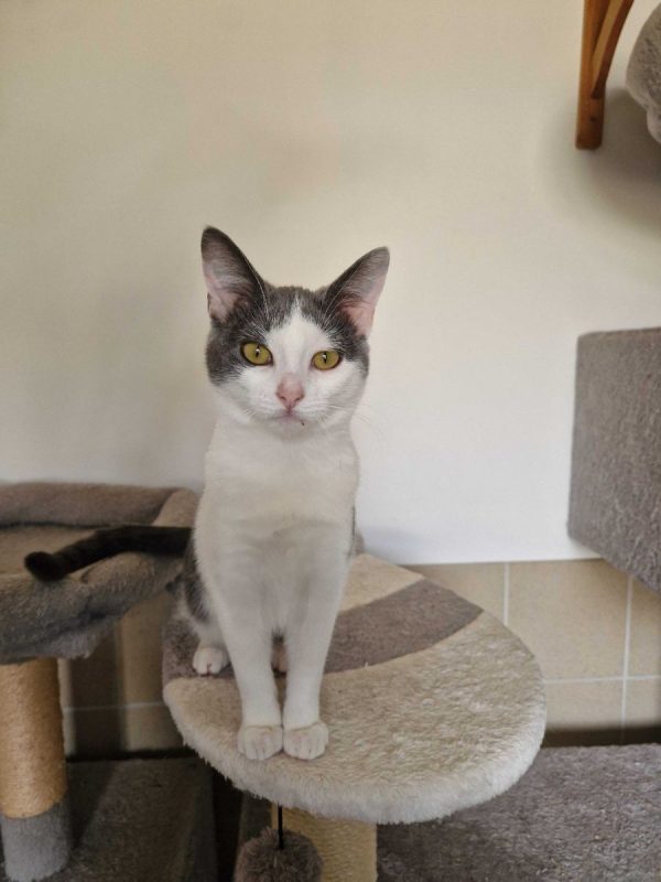 Buffy - Chat à adopter - photo 8