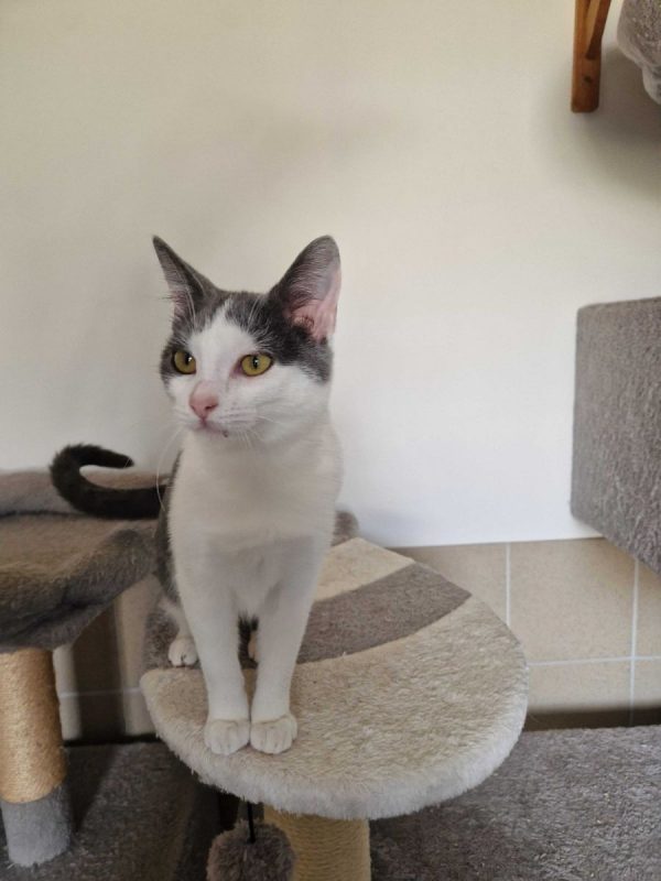 Buffy - Chat à adopter - photo 5