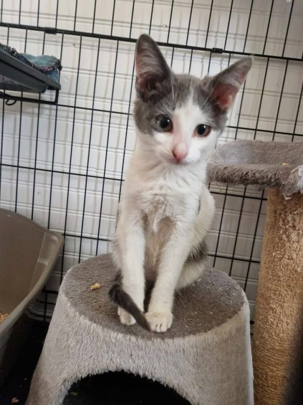 Buffy - Chat à adopter - photo 7