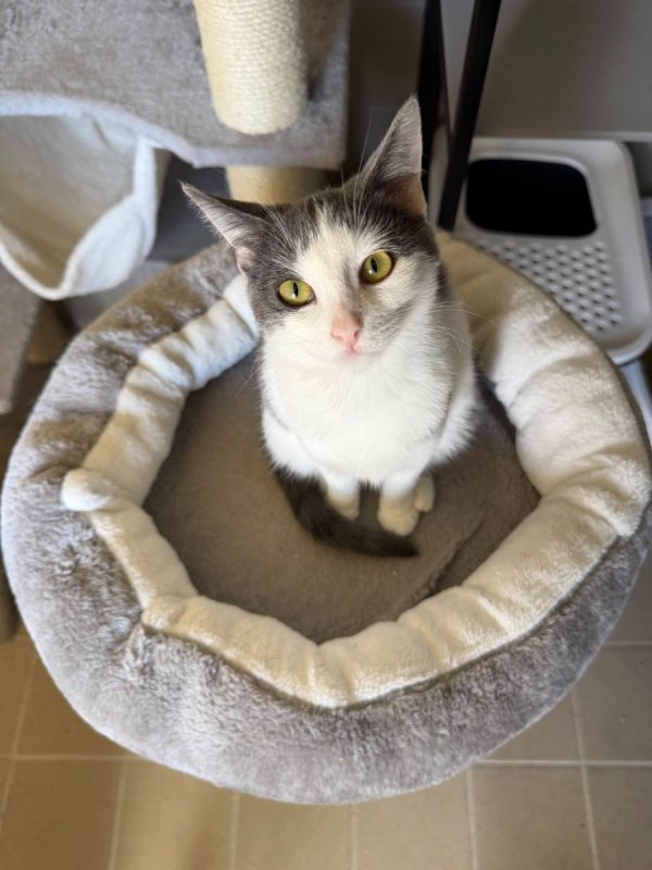 Buffy - Chat à adopter