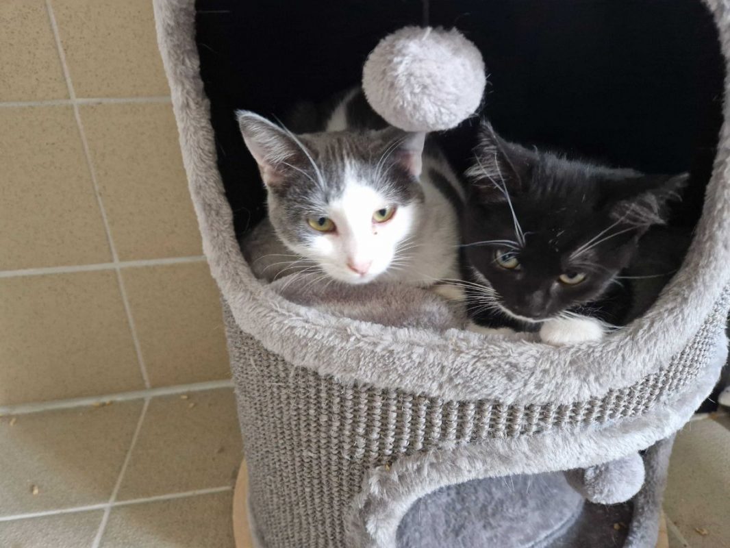 Buffy - Chat à adopter - photo 2
