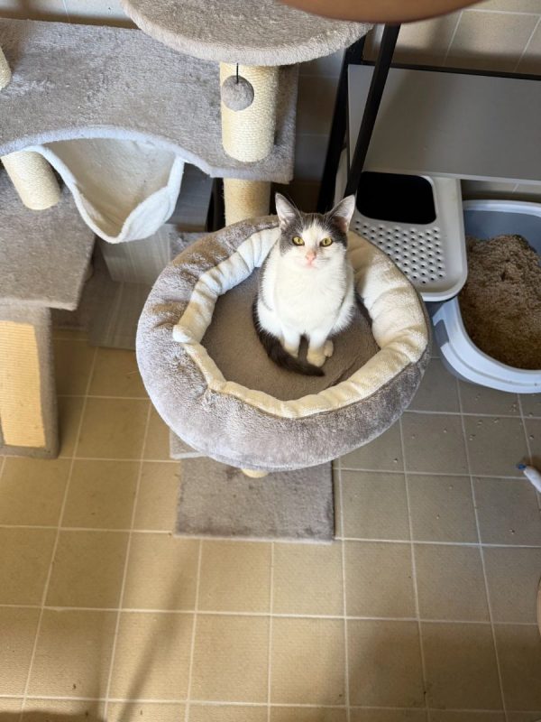 Buffy - Chat à adopter - photo 3