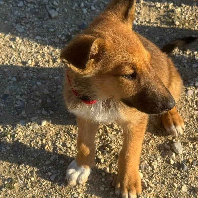 Baiko - Chien Berger Belge Malinois x Colley à poil court à adopter - photo 2