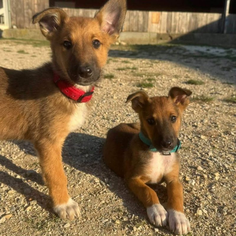 Baiko - Chien Berger Belge Malinois x Colley à poil court à adopter - photo 3