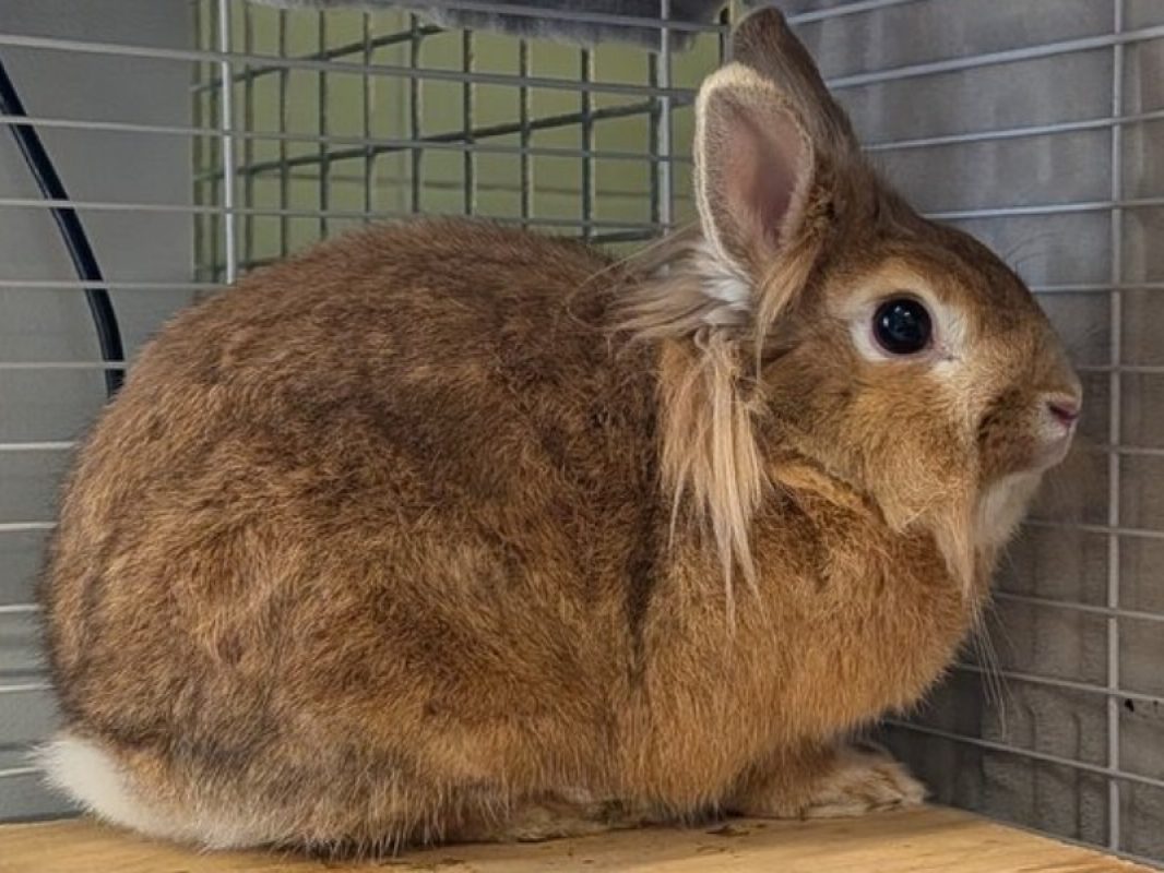 Cookie - Rongeur Lapin à adopter