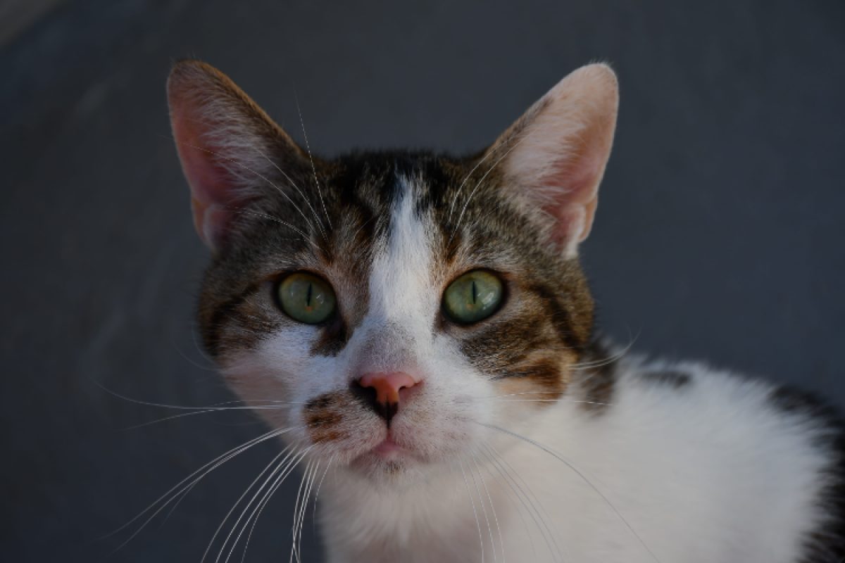 Titi - Chat Européen à adopter