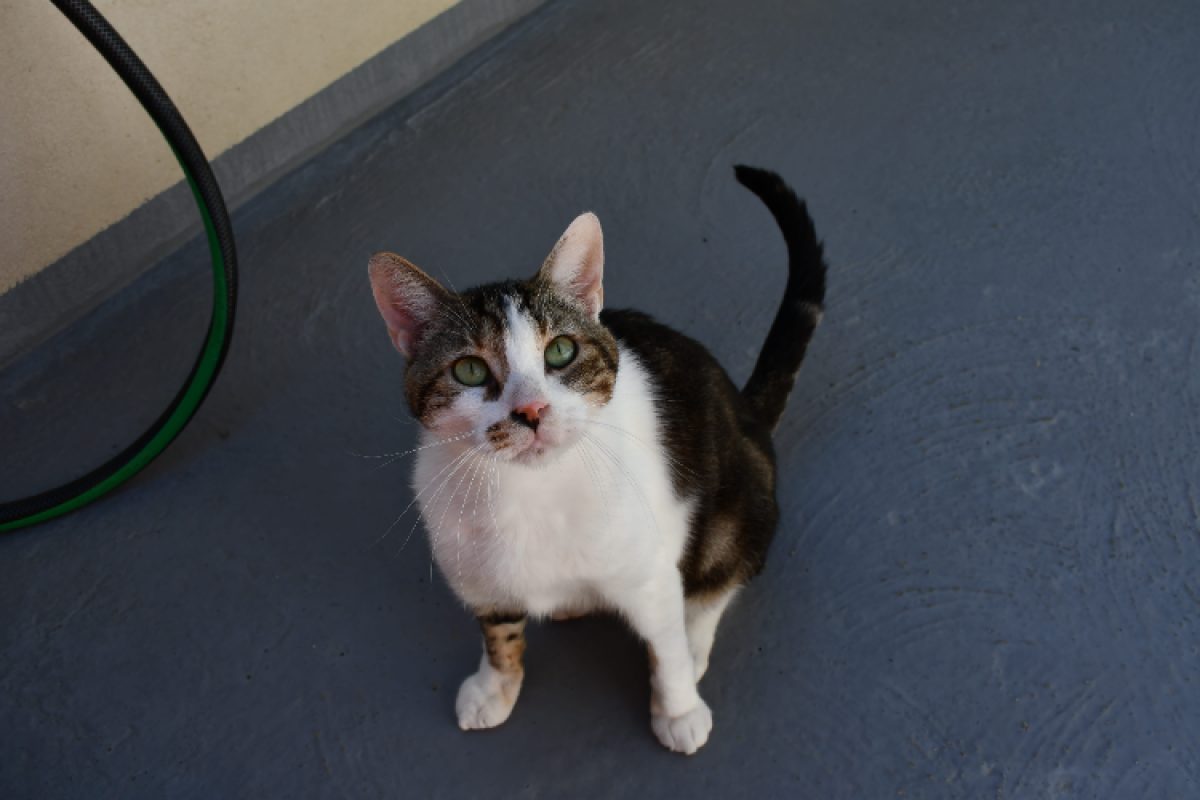 Titi - Chat Européen à adopter - photo 2