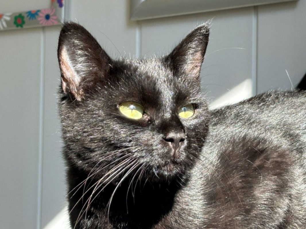 Constance - Chat Européen à adopter