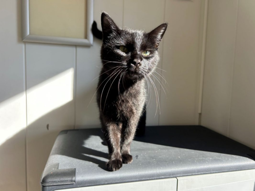 Constance - Chat Européen à adopter - photo 2