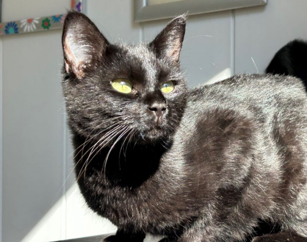 Constance - Chat Européen à adopter - photo 3