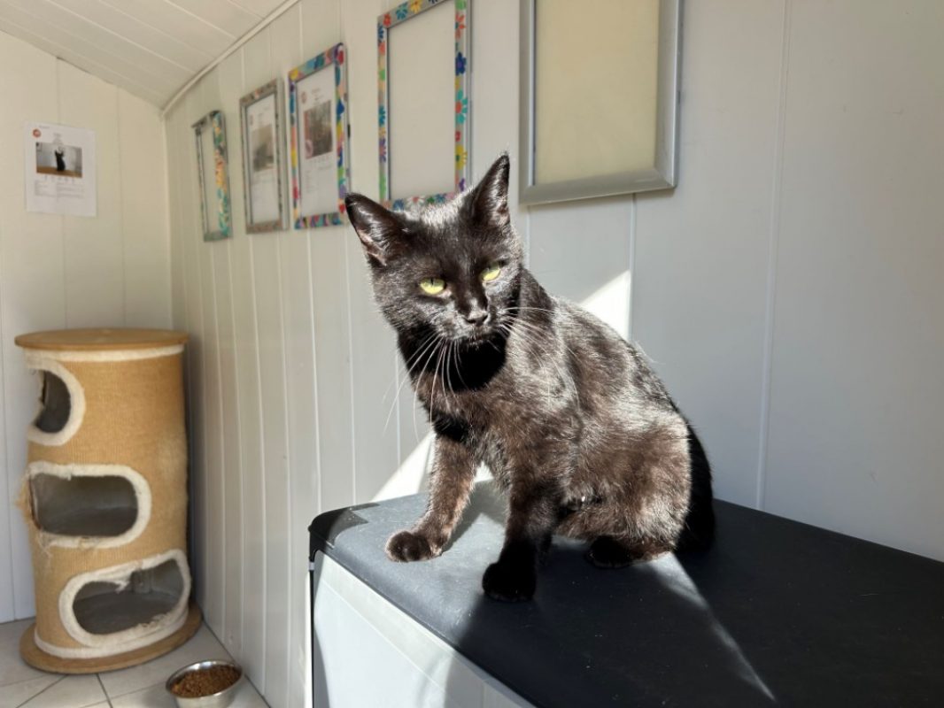Constance - Chat Européen à adopter - photo 4