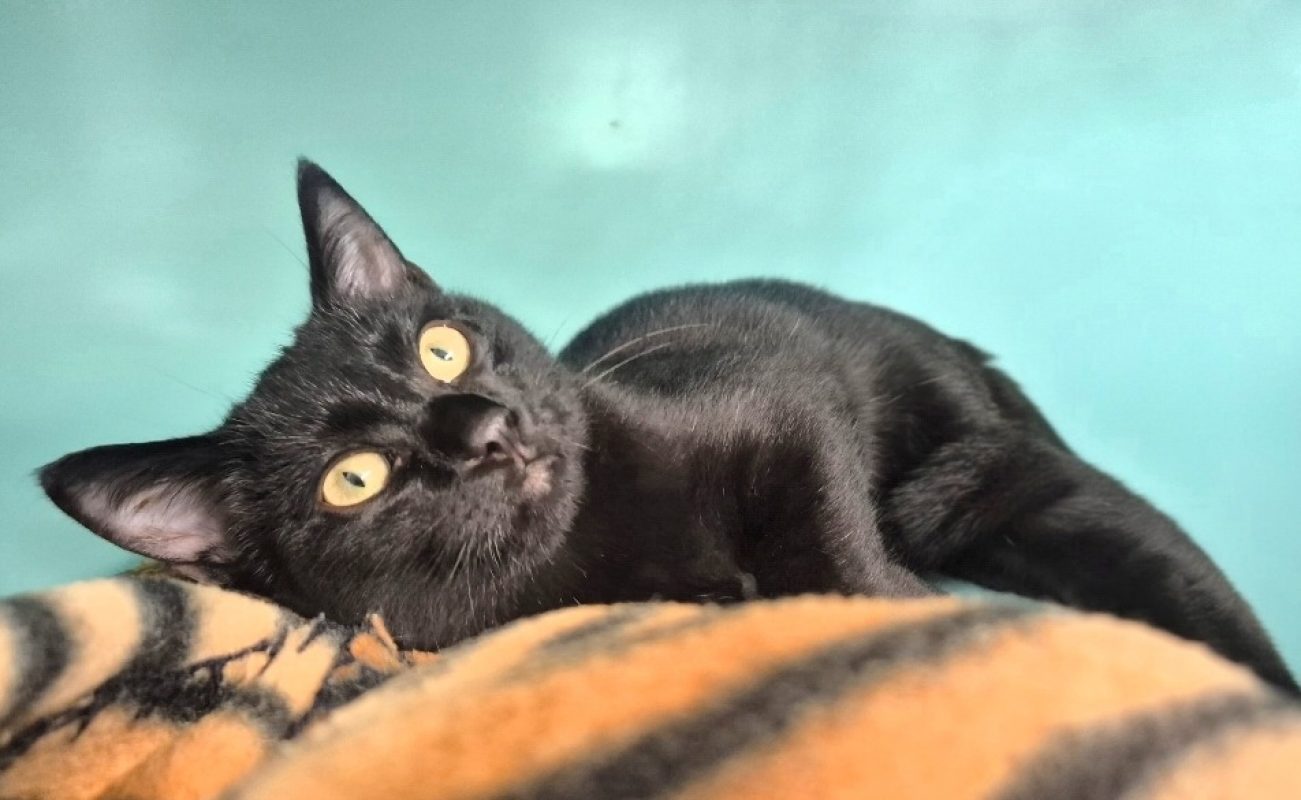 Artémis - Chat Européen à adopter