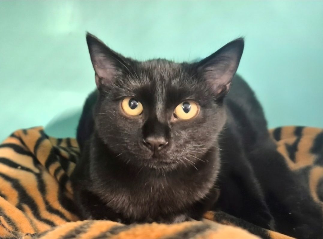 Artémis - Chat Européen à adopter - photo 2