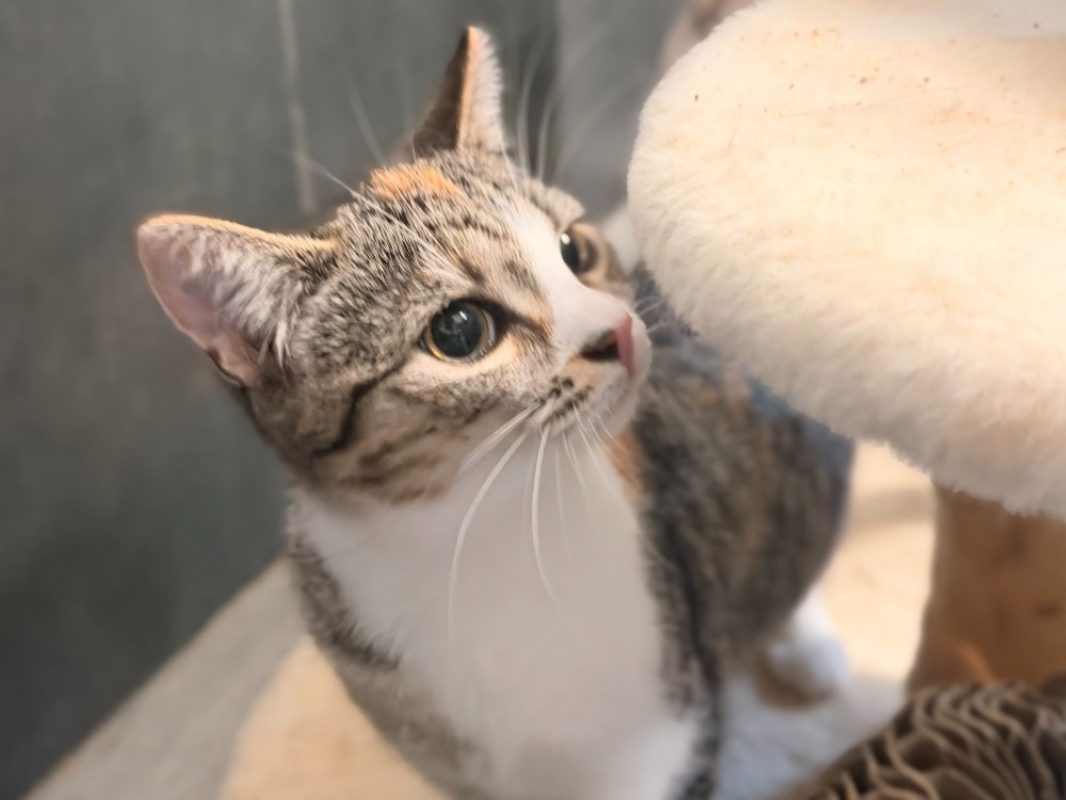 Chatschepps - Chat Européen à adopter