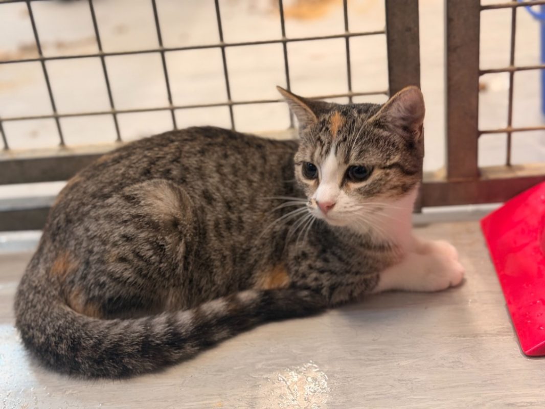 Chatschepps - Chat Européen à adopter - photo 2