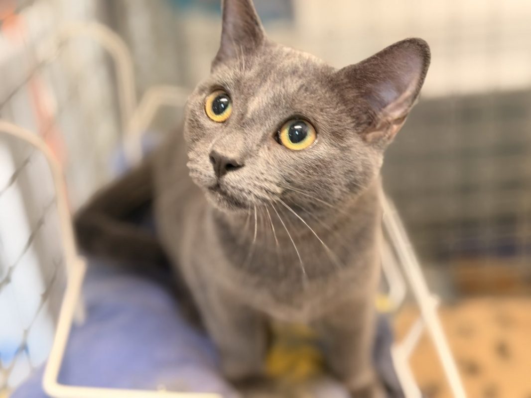 Felicochery - Chat Européen à adopter