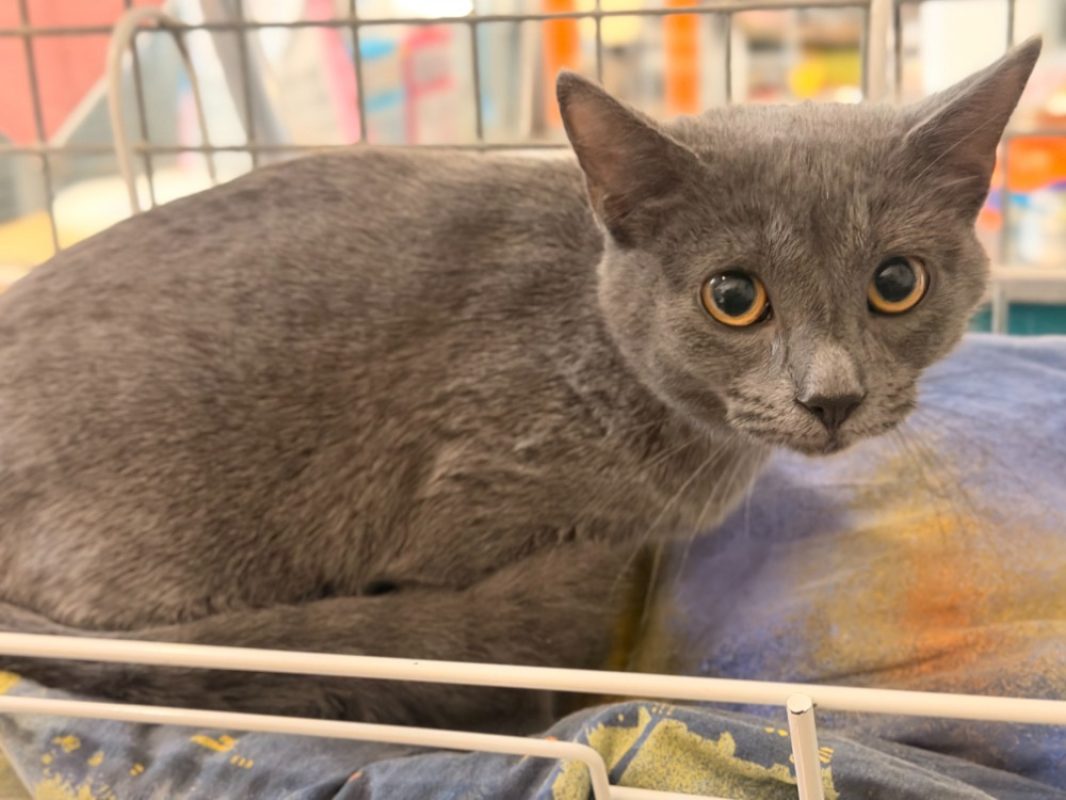 Felicochery - Chat Européen à adopter - photo 2