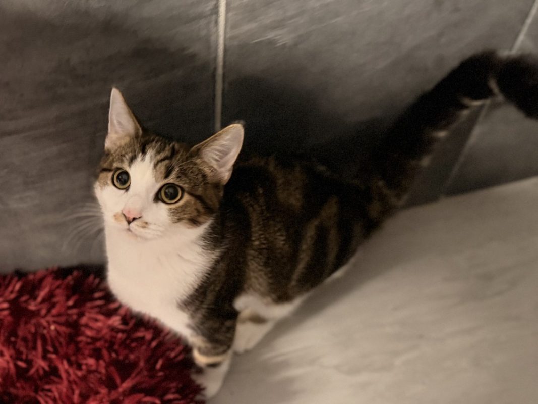 Chatsanpe - Chat Européen à adopter