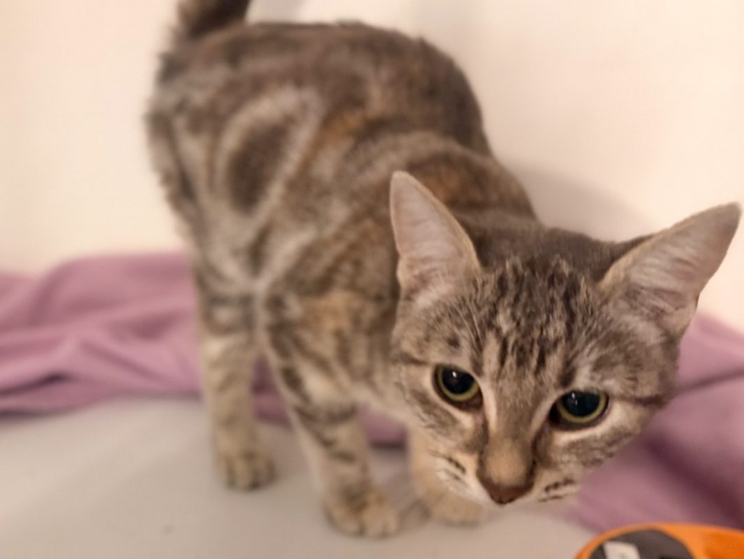 Felinta - Chat Européen à adopter