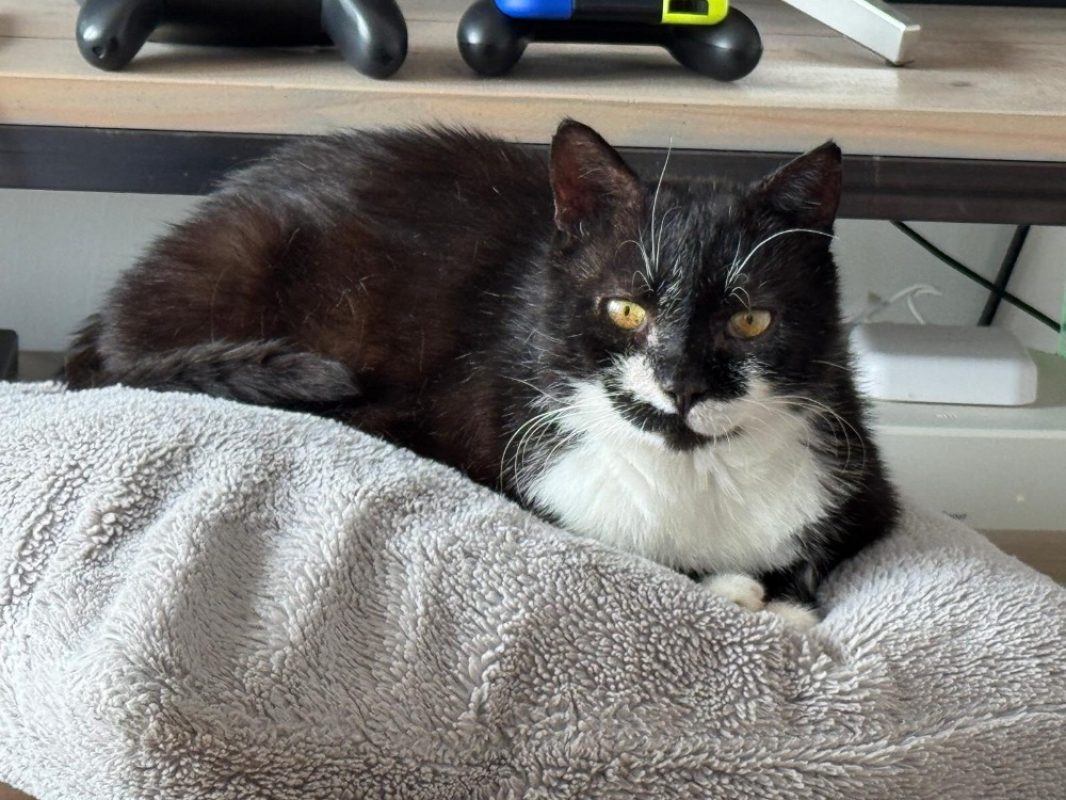 Shortlegs - Chat Européen à adopter
