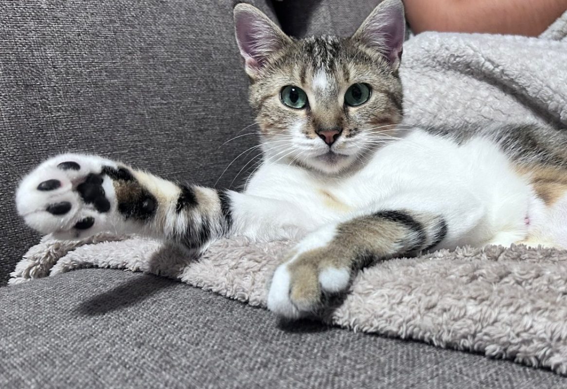 Hakama - Chat Européen à adopter