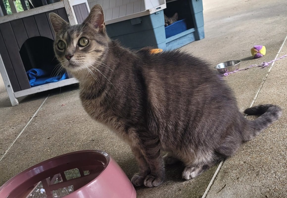 Paquito - Chat Européen à adopter