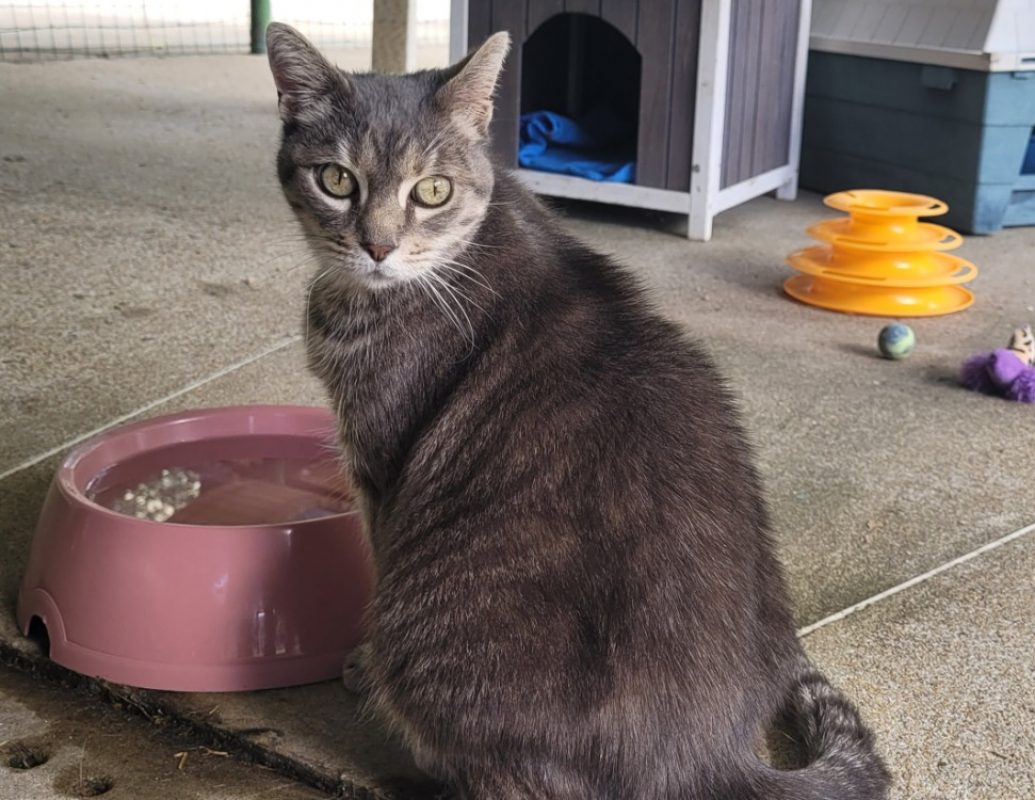 Paquito - Chat Européen à adopter - photo 2