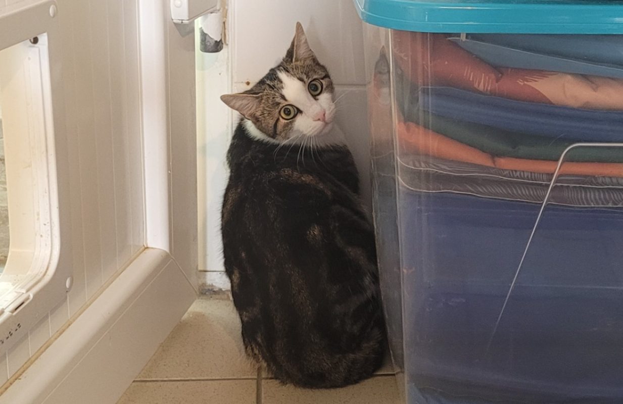 Basile - Chat Européen à adopter