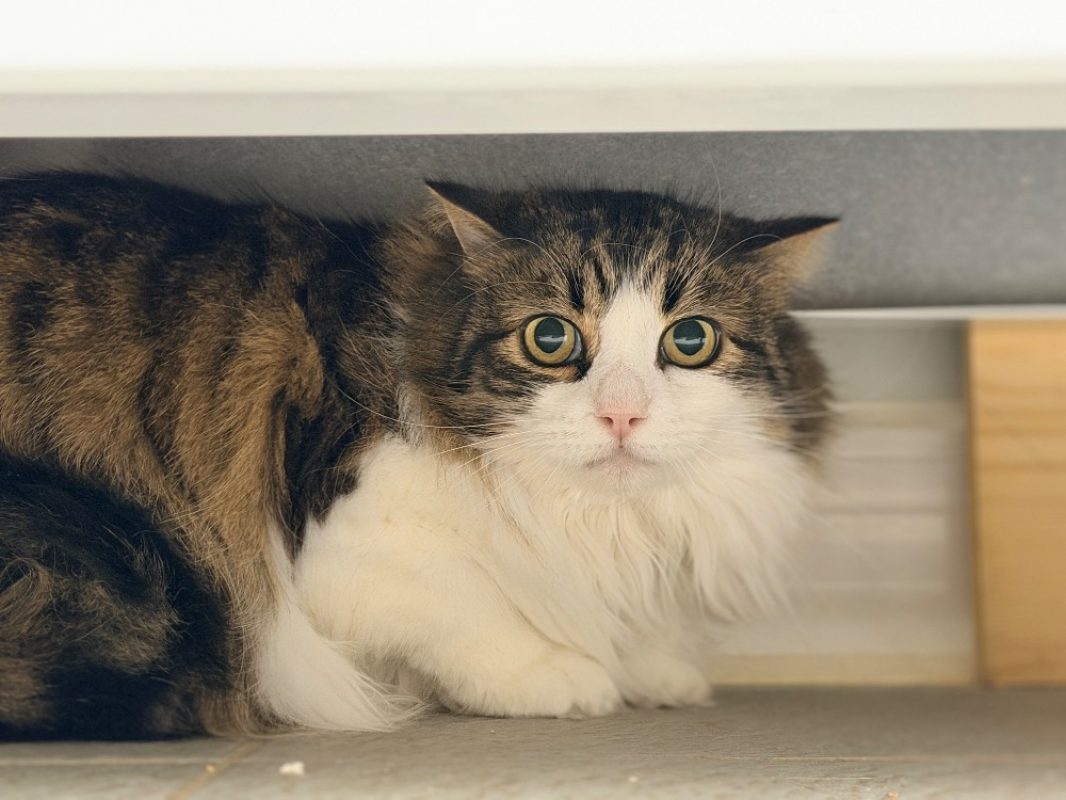 Totoche - Chat Européen à adopter