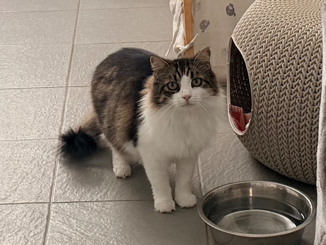 Totoche - Chat Européen à adopter - photo 2